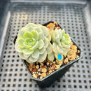 Echeveria 'Tinkerbell' Variegated 1"-2" Succulent Plant