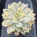 Echeveria 'Esther' Variegated 4" Succulent Plant