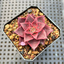 Echeveria 'Corsican Rose' 2" Succulent Plant