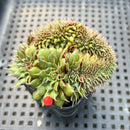 Graptoveria 'Silver Star' Crested Cluster 2" Succulent Plant