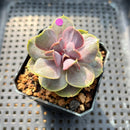 Echeveria 'Butterfly' 2" Succulent Plant