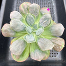 Echeveria 'Macaron' 3" Zusung Original Hybrid Succulent Plant Cutting