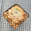 Echeveria 'Rio Heart' 2" Succulent Plant