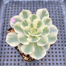 Echeveria 'Compton Carousel' Variegated 2" Succulent Plant