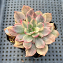 Echeveria 'Pink Prince' (Variegated Black Prince Variant) 2" Succulent Plant