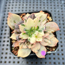 Echeveria 'Black Stripe' (Variegated Black Prince Variant) 2" Succulent Plant