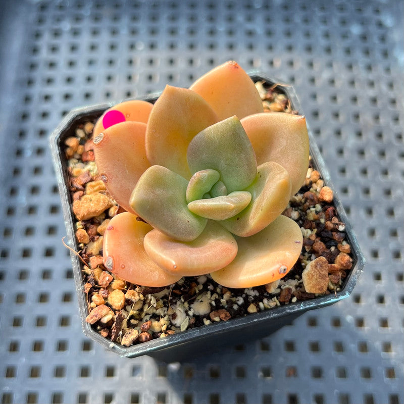 red lips succulent Echeveria 'Red Lips' (Xichuensis Hybrid) 2" Succulent Plant
