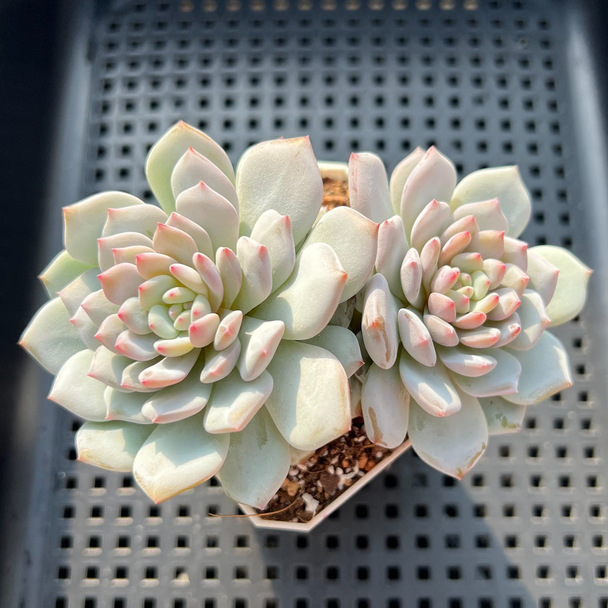 Echeveria 'Pink In Veil' 2" Succulent Plant (Potted)