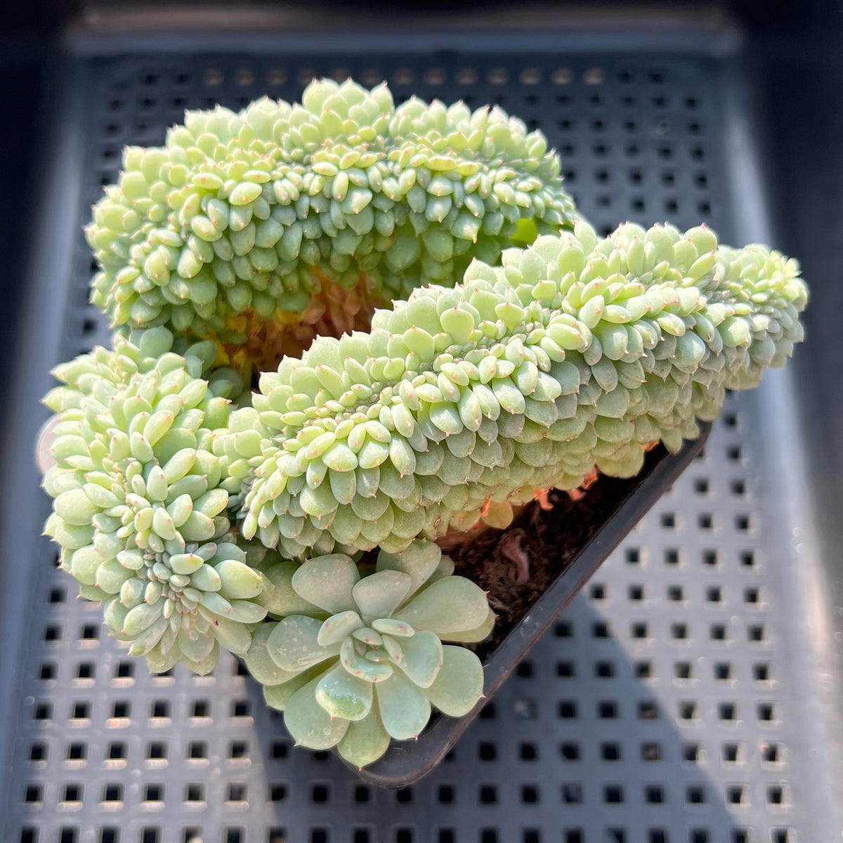 Echeveria 'White Farm' Crested Cluster 3"-4" Succulent Plant (Potted)