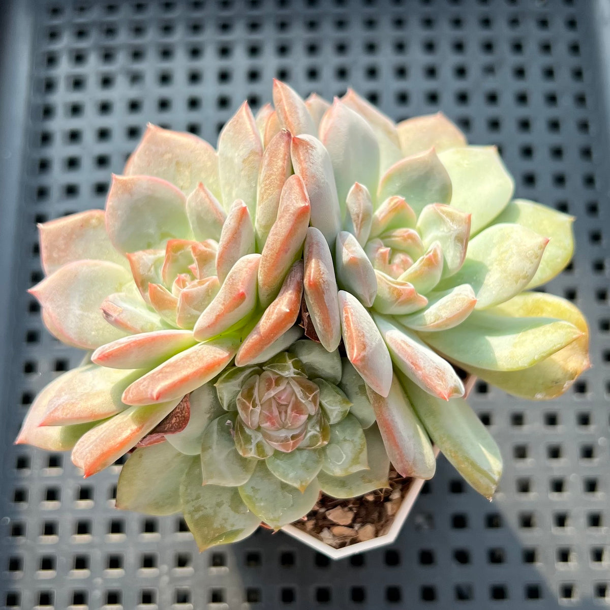 Echeveria 'Pumpkin' Cluster (Type A) 2"-3" Succulent Plant (Potted)
