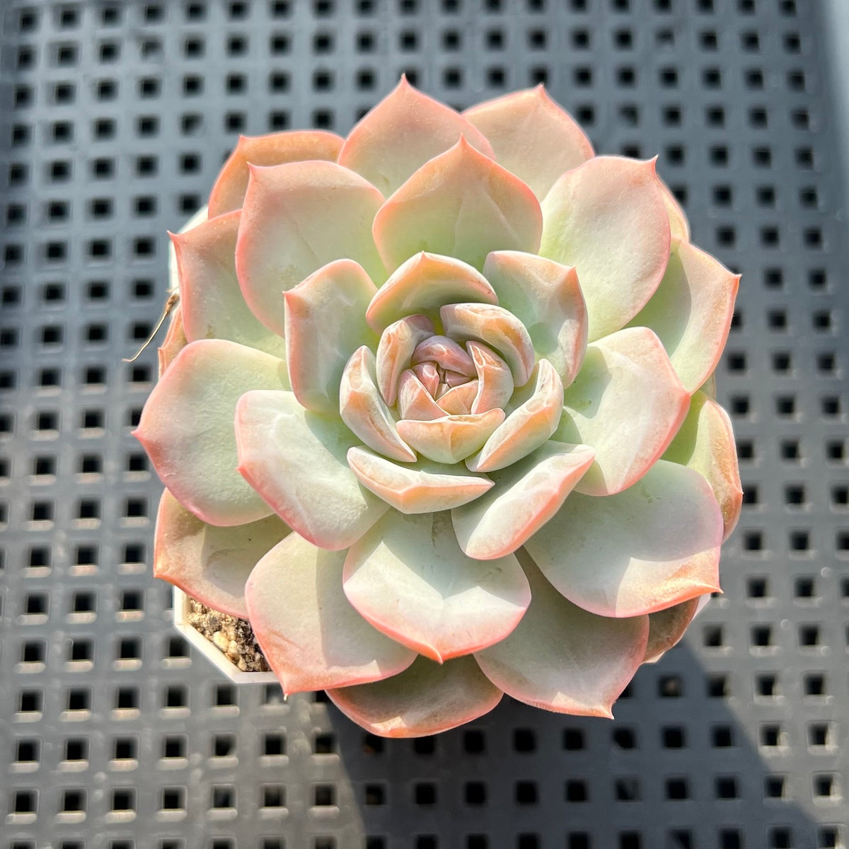 Echeveria 'Lychee Powder' 2"-3" Succulent Plant (Potted)
