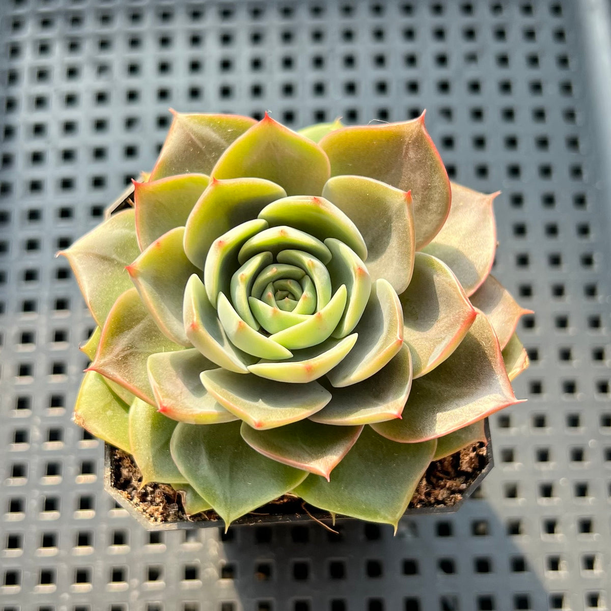 Echeveria sp. 2" Succulent Plant (Potted)