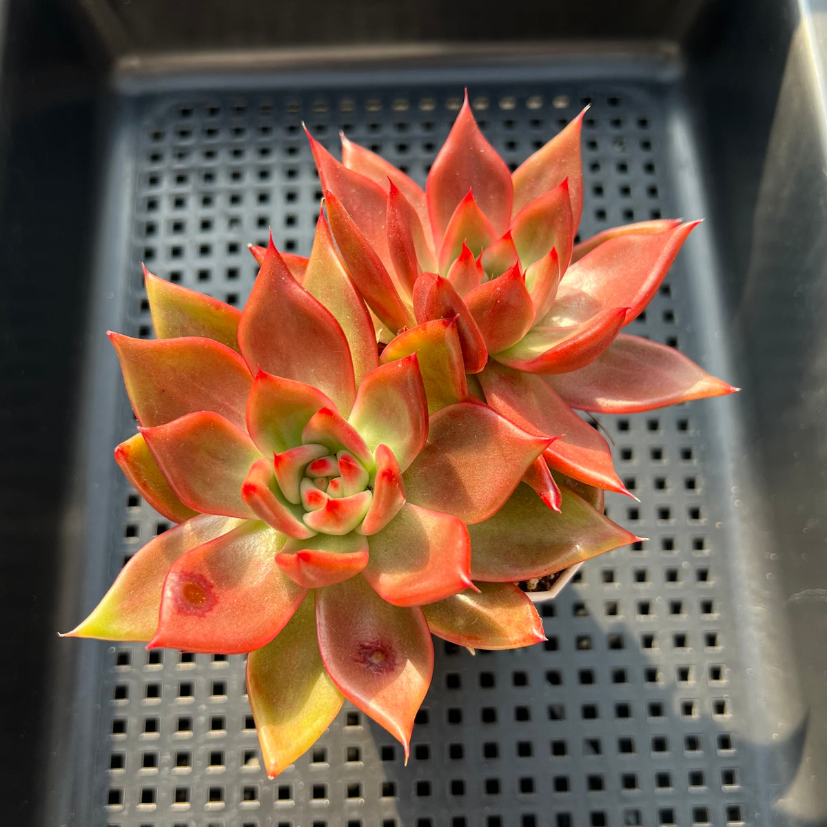 Echeveria Agavoides 'Frank Reinelt' Cluster 3"-4" Succulent Plant (Potted)