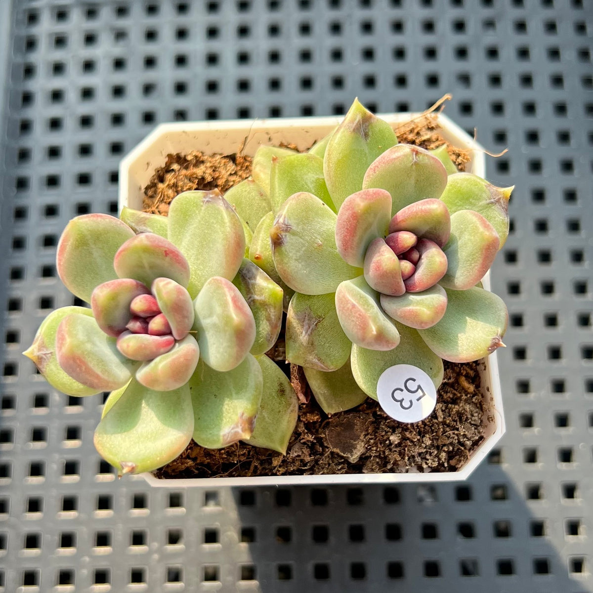 Echeveria 'Stonehenge' 2" (Hybrid by Brotherly Farm) Succulent Plant (Potted)