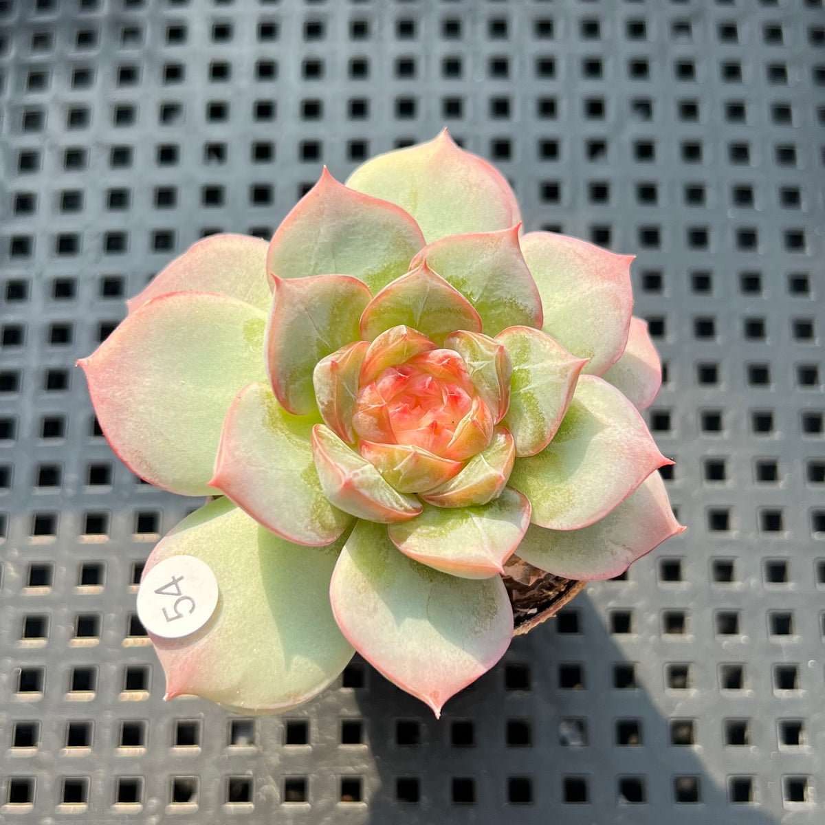 Echeveria 'Daiquiri' Jelly Type 2" Succulent Plant (Potted)