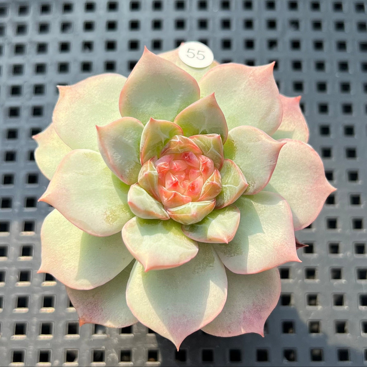 Echeveria 'Daiquiri' Jelly Type 2" Succulent Plant (Potted)