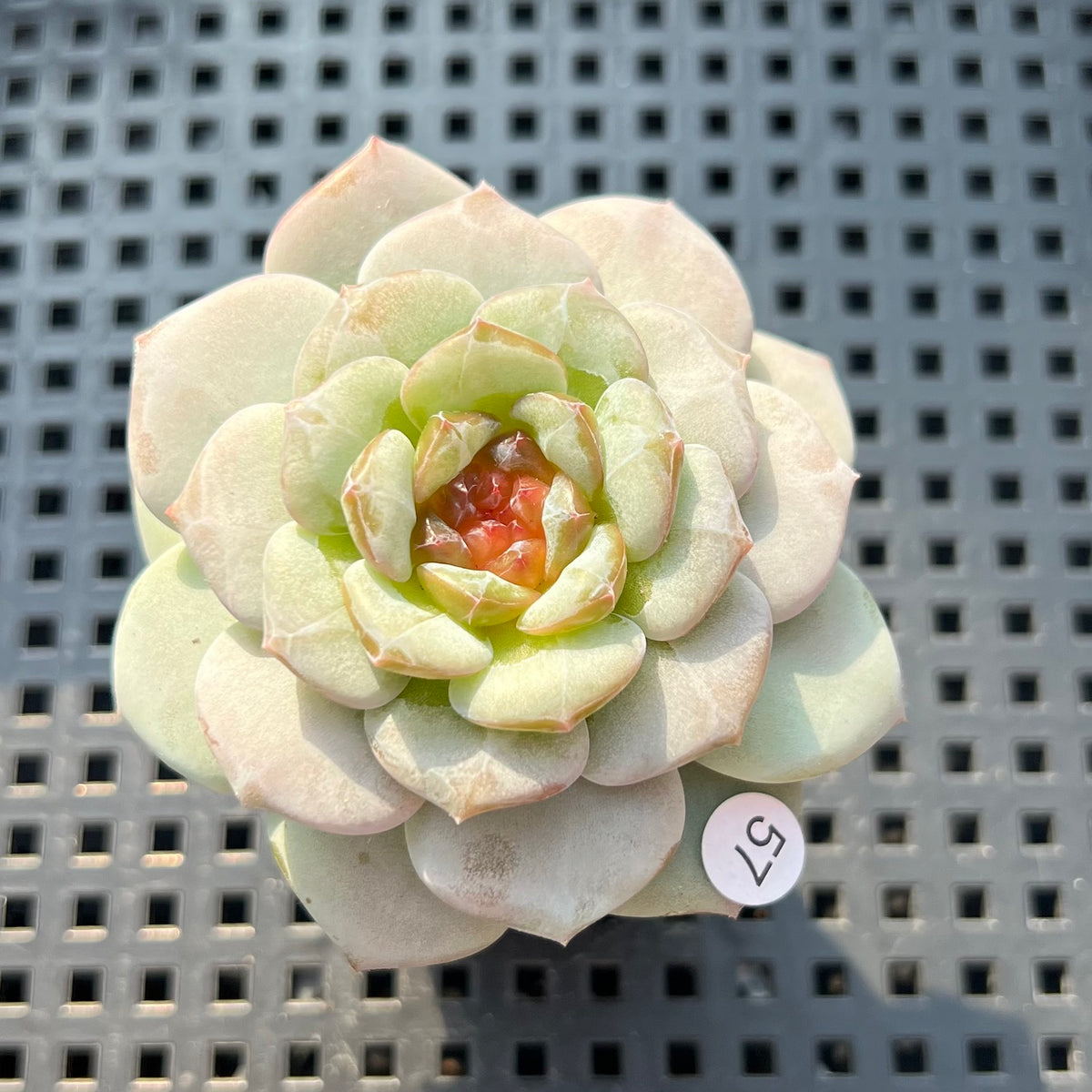 Echeveria sp. Jelly Type 2" Succulent Plant (Potted)