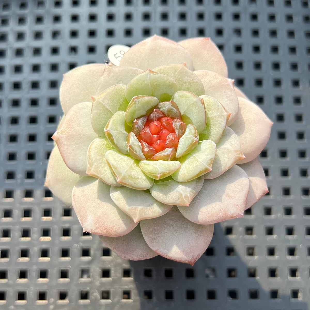Echeveria sp. Jelly Type 2" Succulent Plant (Potted)