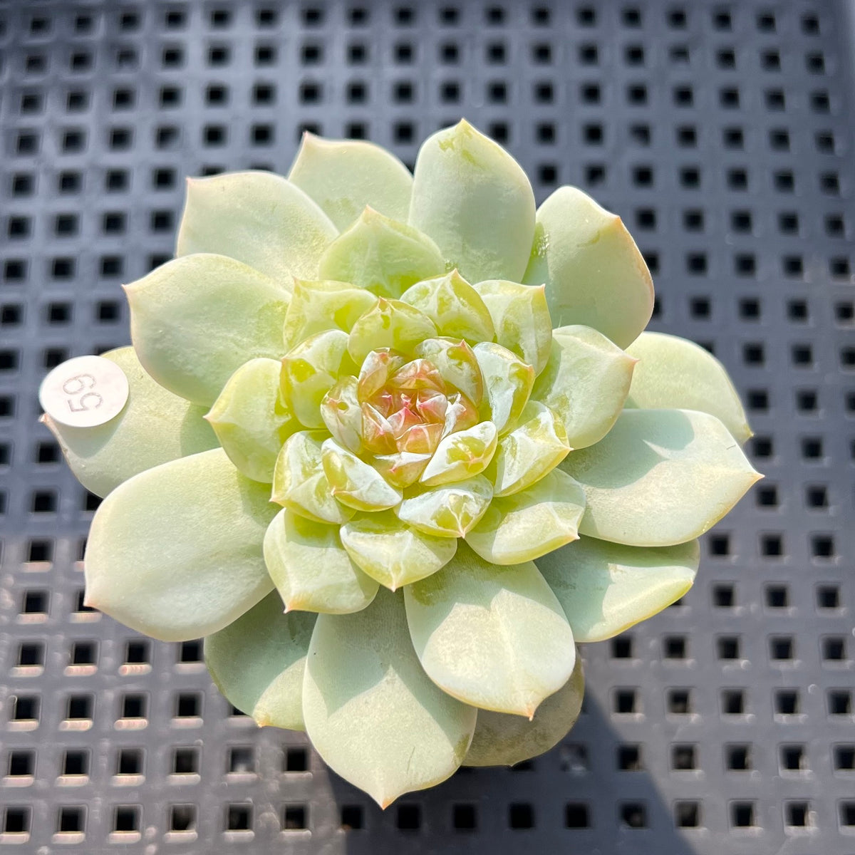 Echeveria 'Lilac' Jelly Type 1"-2" Succulent Plant (Potted)