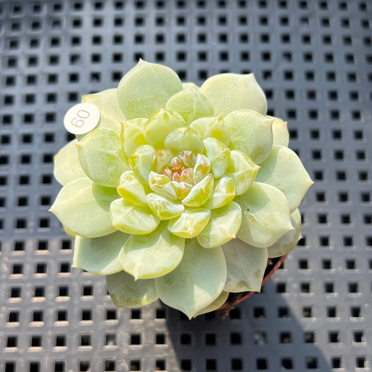 Echeveria 'Lilac' Jelly Type 1"-2" Succulent Plant (Potted)