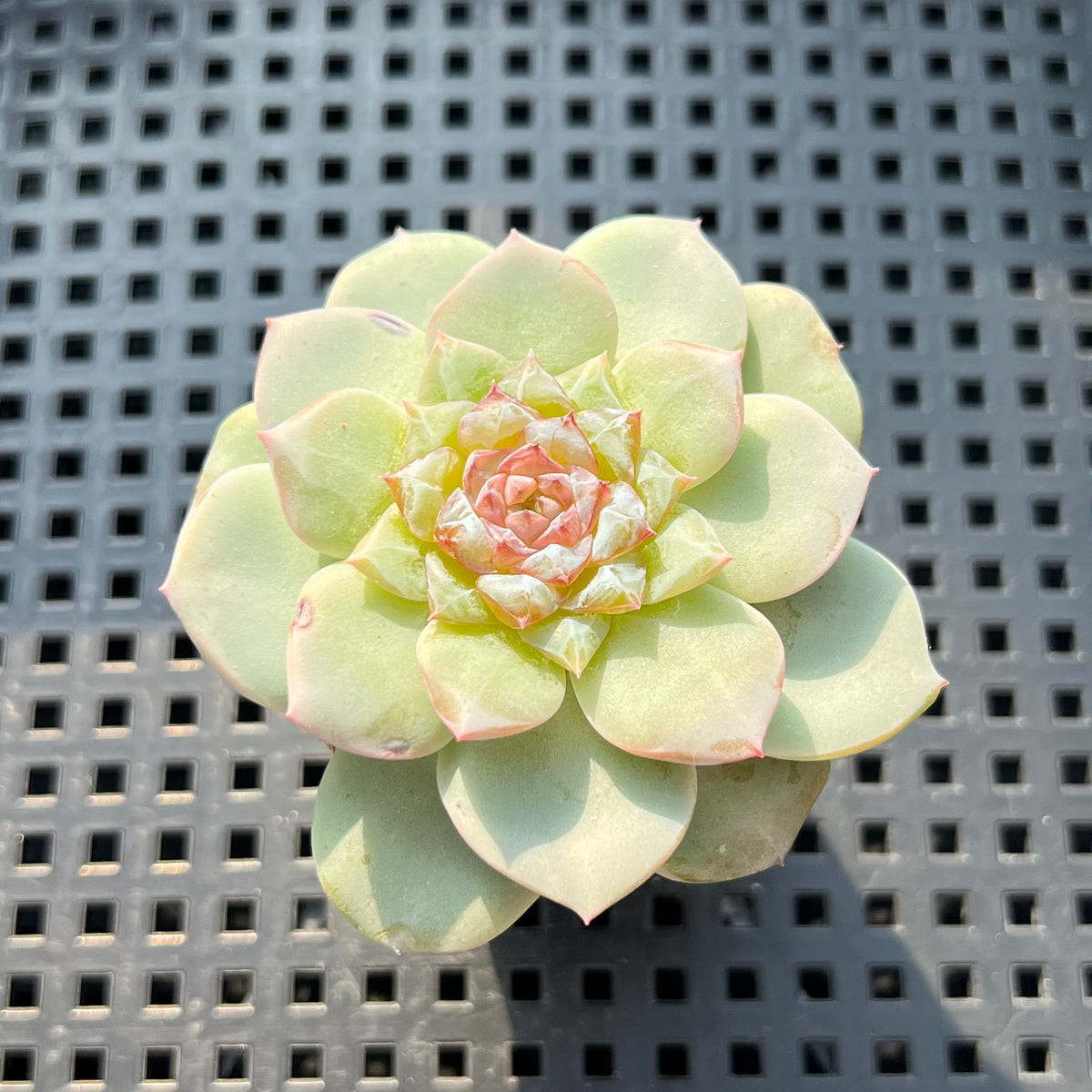 Echeveria 'Kong Sugar Heart' Jelly Type 2" Succulent Plant (Potted)