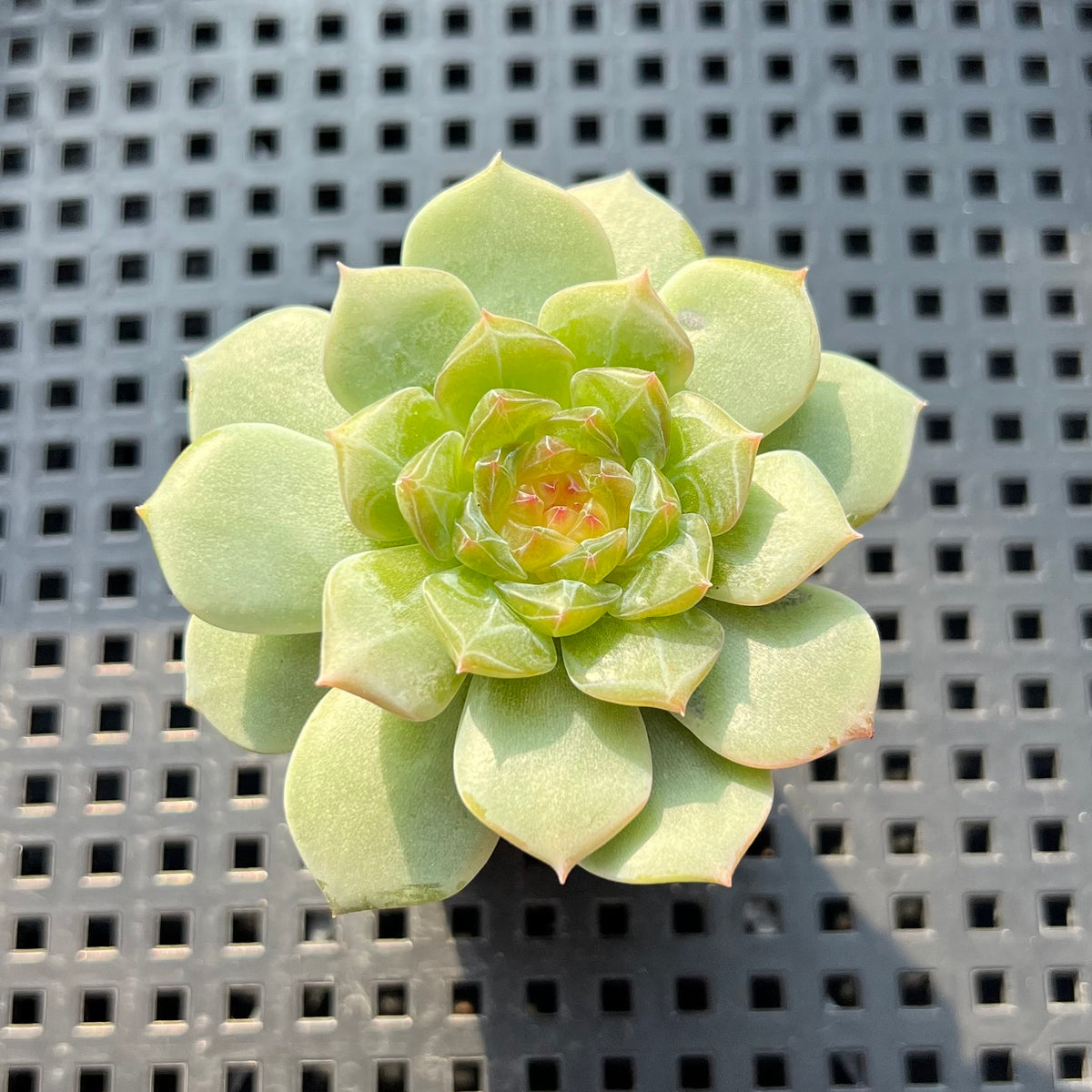 Echeveria sp. Jelly Type 2" Succulent Plant (Potted)