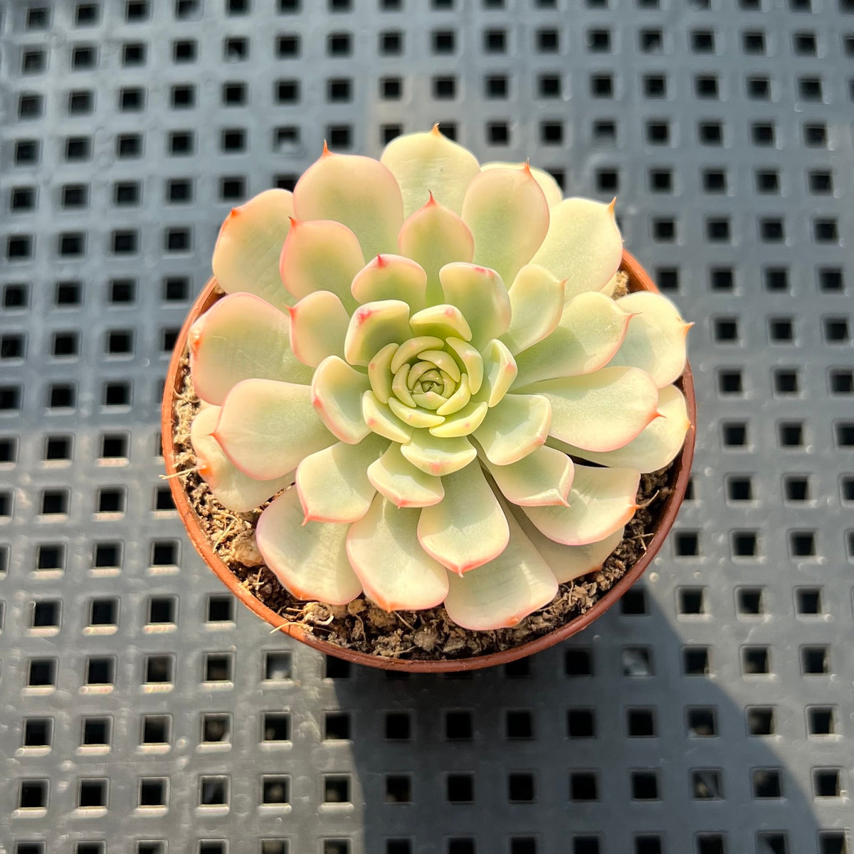 Echeveria 'Minima' Variegated 1"-2" Succulent Plant (Potted)