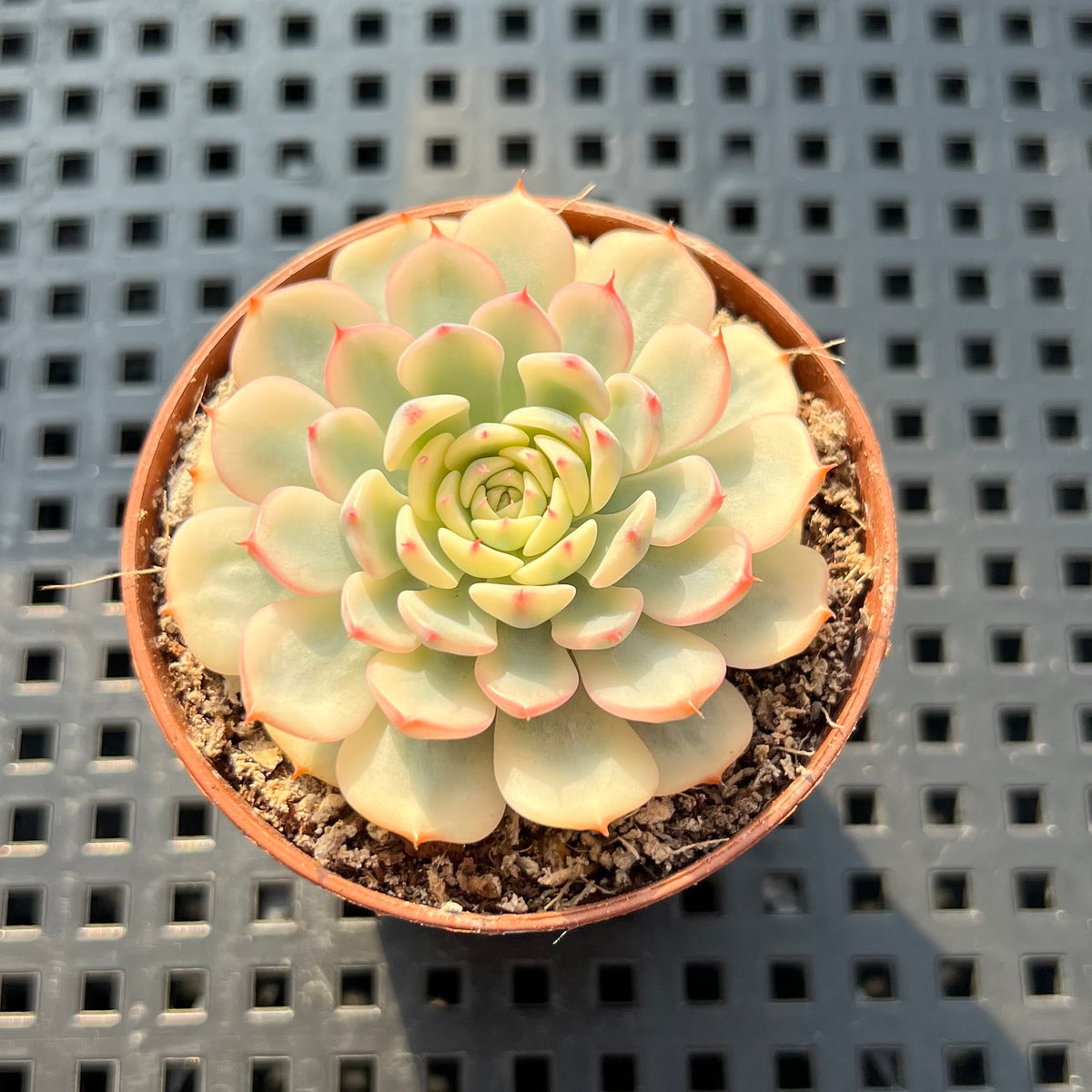 Echeveria 'Minima' Variegated 1"-2" Succulent Plant (Potted)