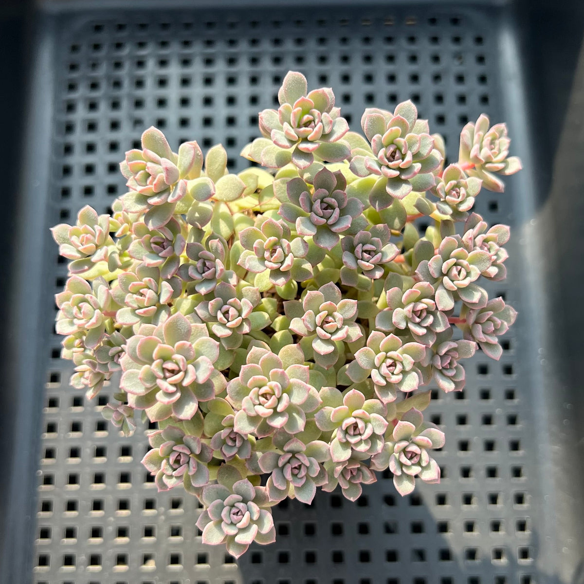 Sedeveria 'Pink Diora' 3"-4" Cluster Succulent Plant (Potted)