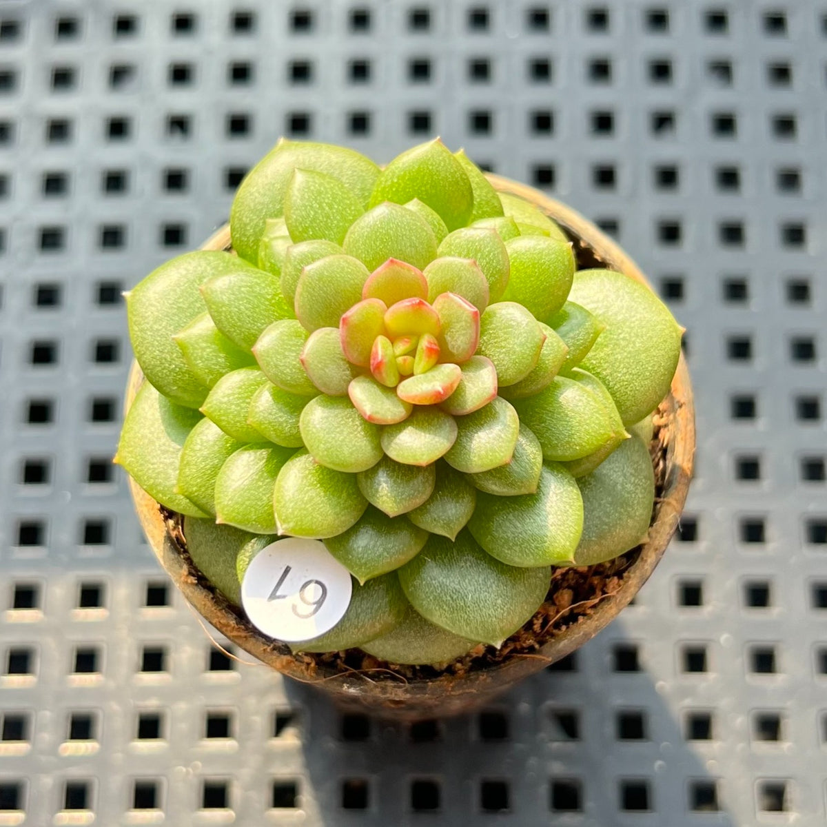 Echeveria 'Fireworks' 2" Succulent Plant (Potted)