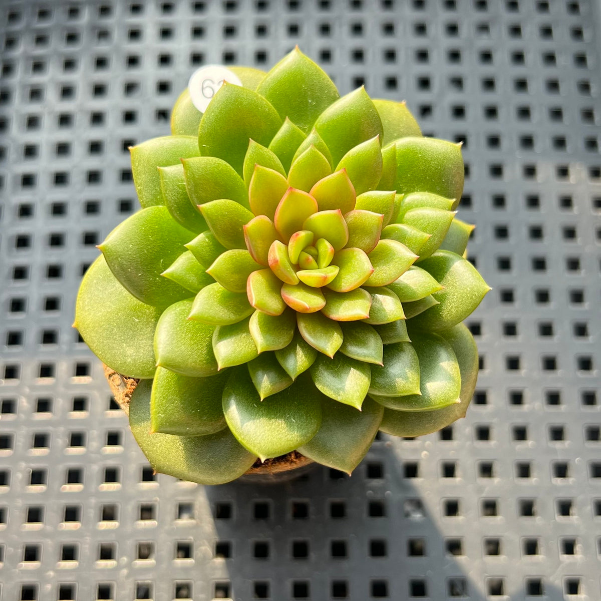 Echeveria 'Fireworks' 2" Succulent Plant (Potted)