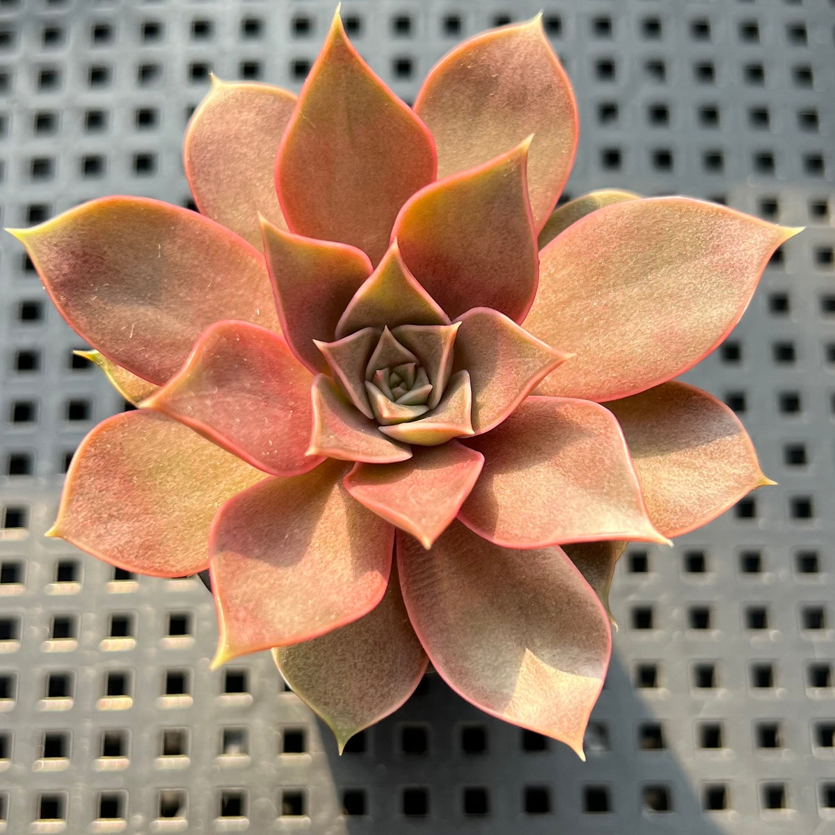 Echeveria 'Mysterious Rose' Hybrid 1"-2" Succulent Plant (Potted)
