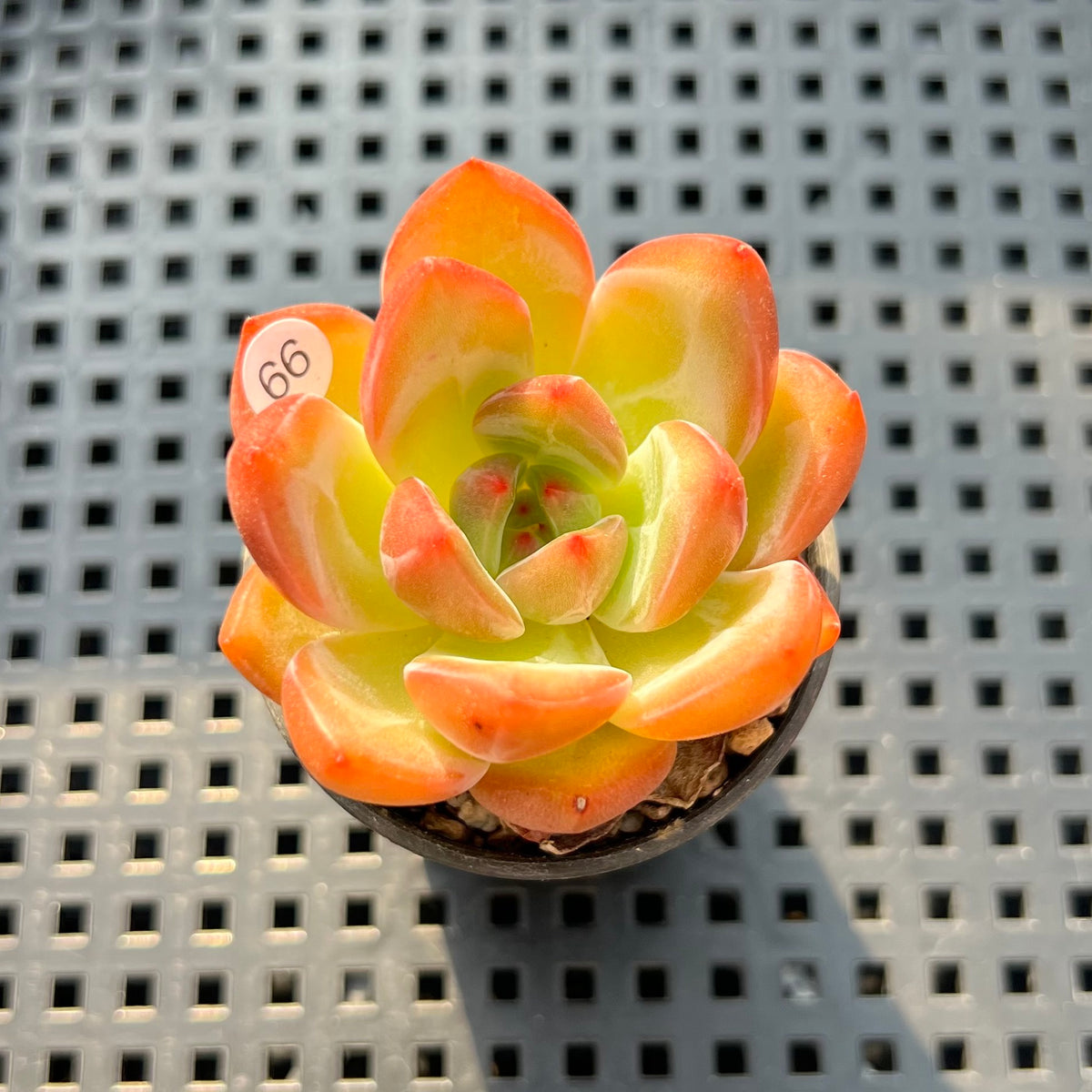 Echeveria 'Orange Champaign' 1"-2" Succulent Plant (Potted)