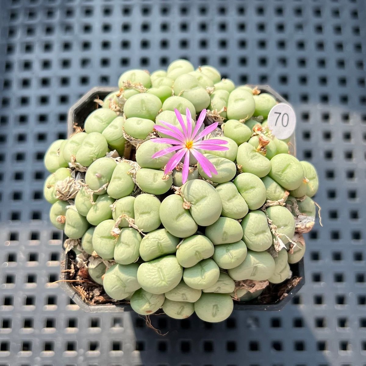 Conophytum Piluliforme 2" Succulent Plant (Potted)