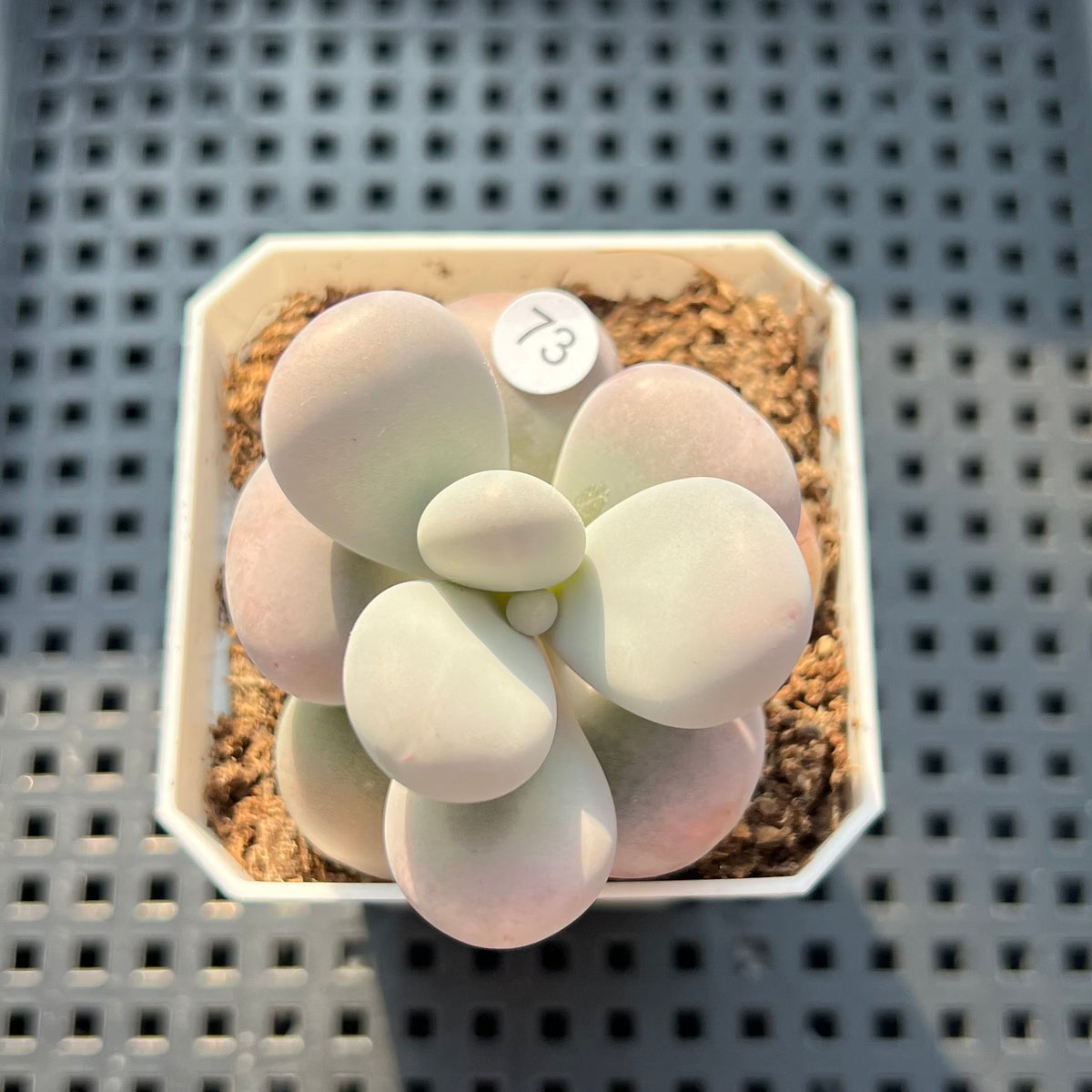 Graptopetalum 'Kupumiin' 2" Succulent Plant (Potted)