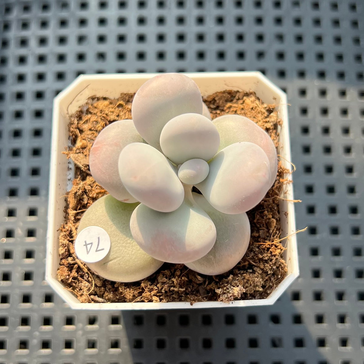 Graptopetalum 'Kupumiin' 2" Succulent Plant (Potted)