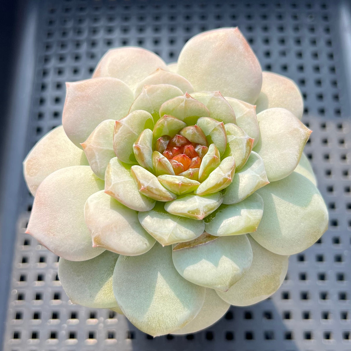 Echeveria sp. Jelly Type 2" Succulent Plant (Potted)