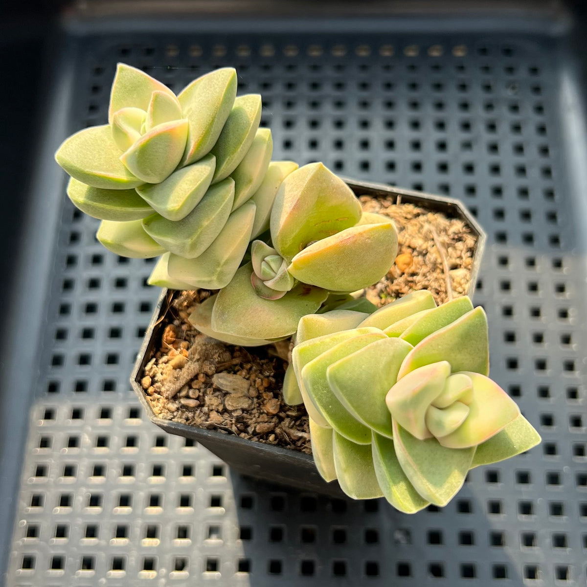 Crassula 'Moonglow' Variegated 2"Succulent Plant (Potted)