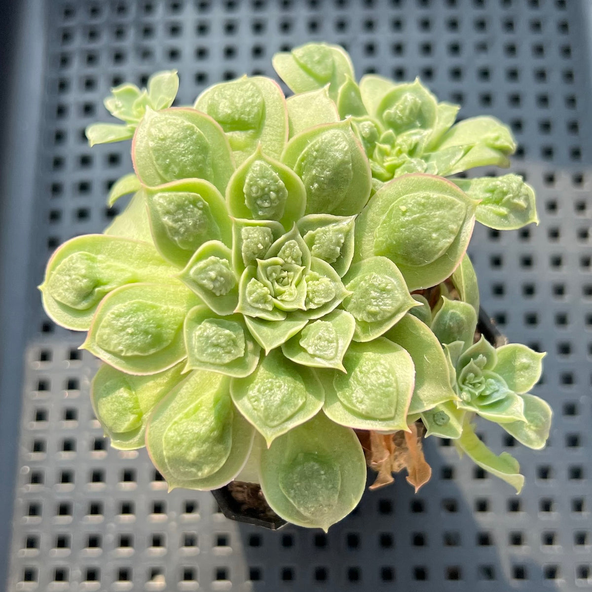 Echeveria Longissima Heavily Carunculated 2"-3” Cluster Succulent Plant (Potted)