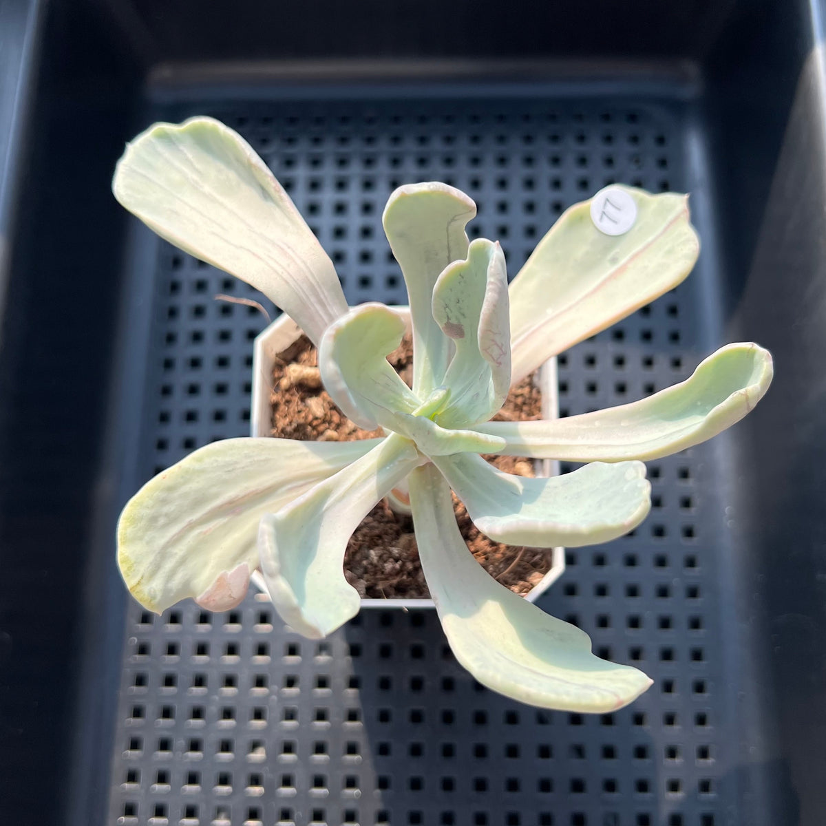 Pachyveria 'Jocelyns Joy' Variegated 3" Succulent Plant (Potted)