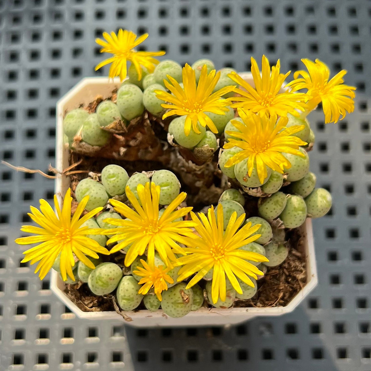 Conophytum Flavum 2" Succulent Plant (Potted)