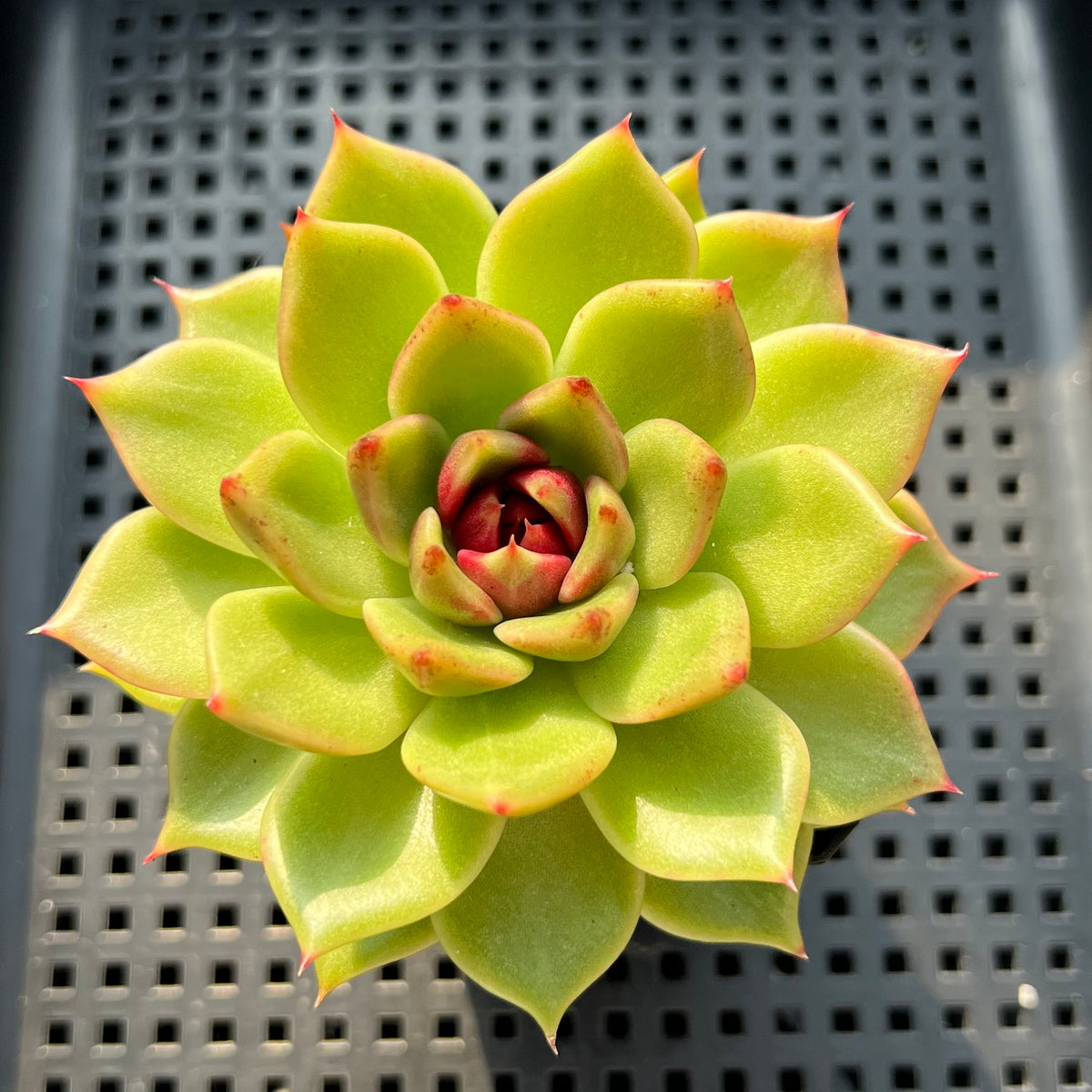 Echeveria 'Magic Coco' 3" Succulent Plant (Potted)