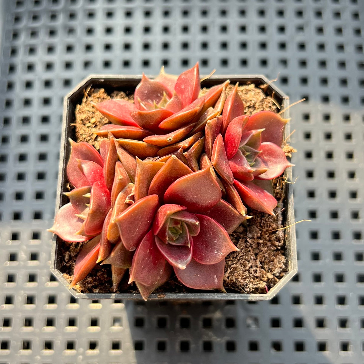 Echeveria 'Mysterious Rose' 2"-3" Cluster Succulent Plant (Potted)