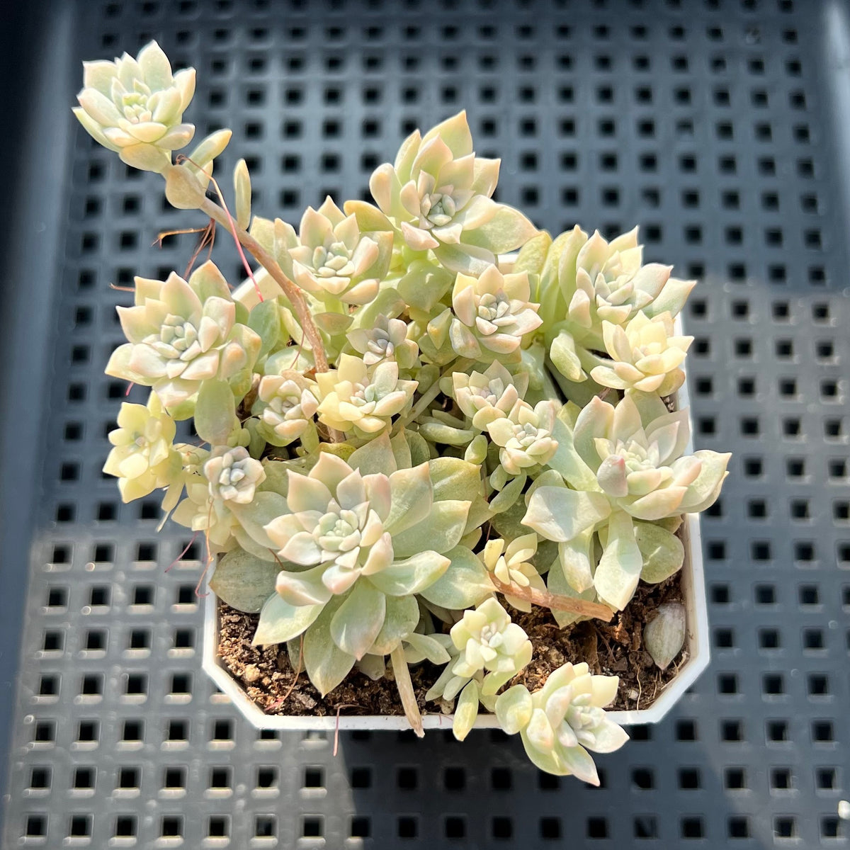 Echeveria 'Prolifica' Variegated 2" Succulent Plant (Potted)
