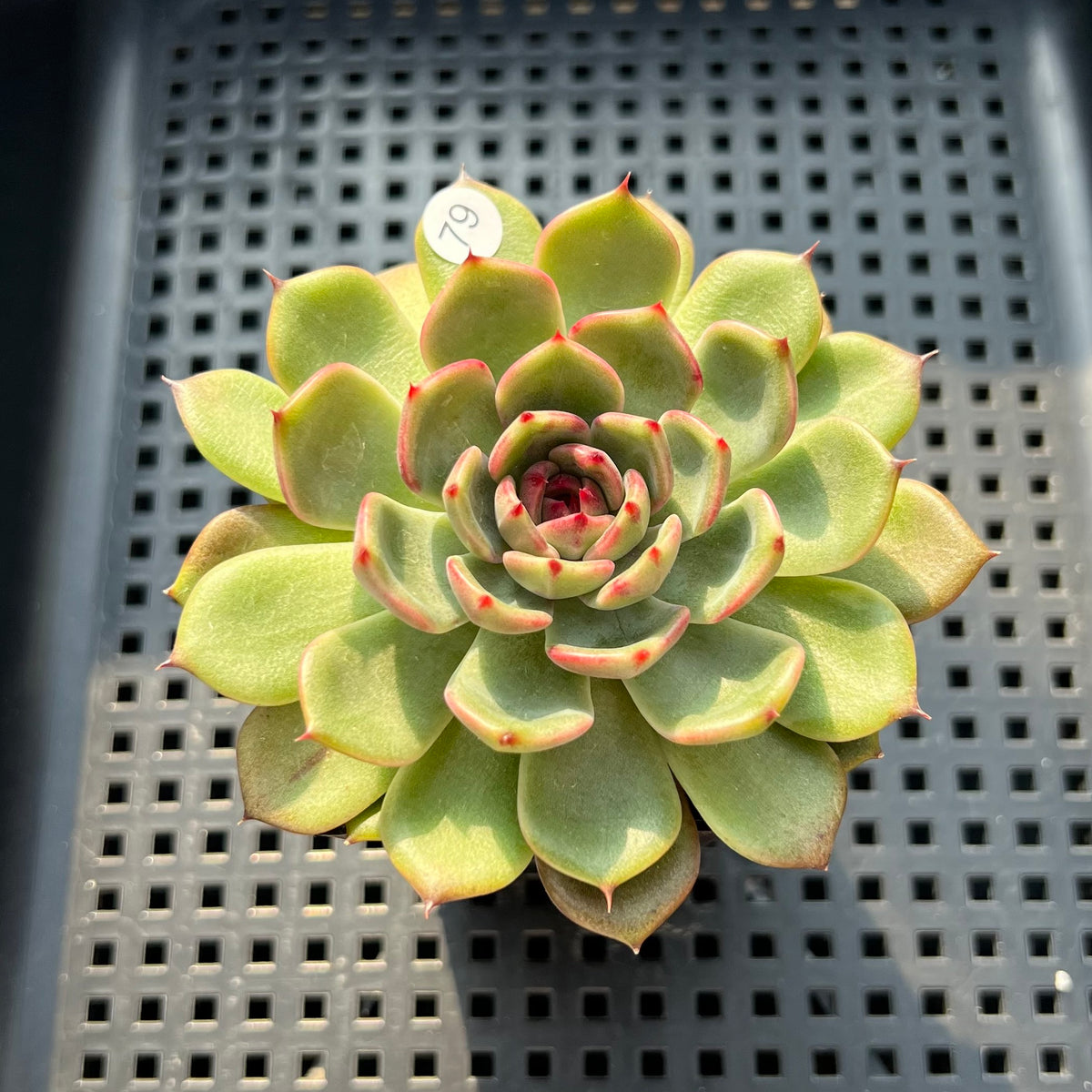 Echeveria 'Black Eyes' 2"-3" Succulent Plant (Potted)