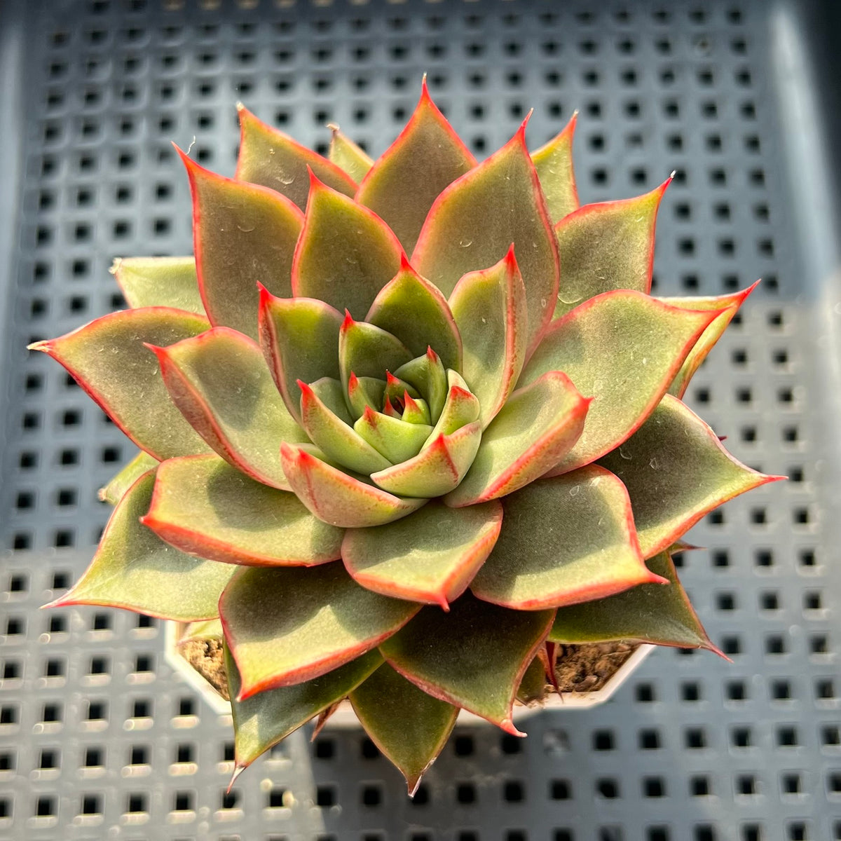 Echeveria Purposorum Hybrid 2"-3" Succulent Plant (Potted)