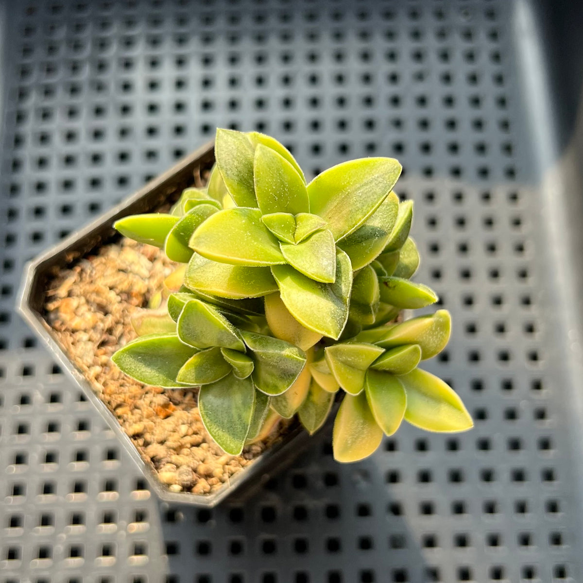 Crassula 'Springtime' Variegated 2" Succulent Plant (Potted)
