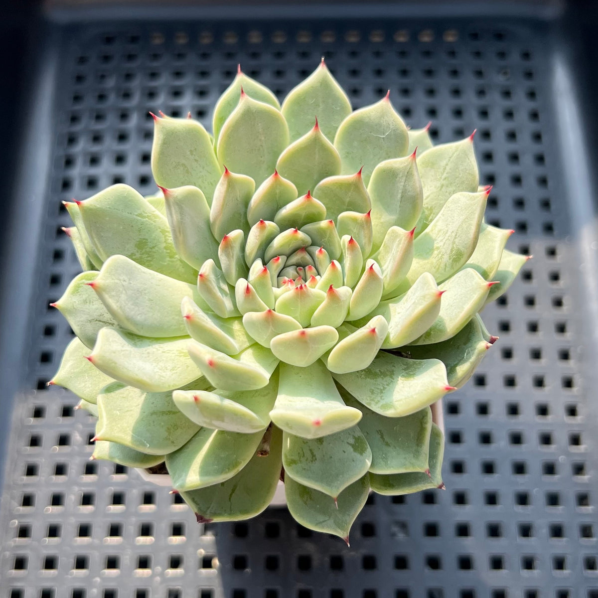 Echeveria 'Black Nail' 2"-3" Succulent Plant (Potted)