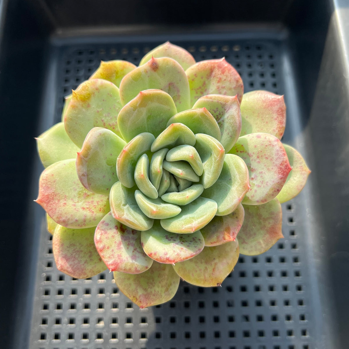 Echeveria sp. 3"-4" Succulent Plant (Potted)