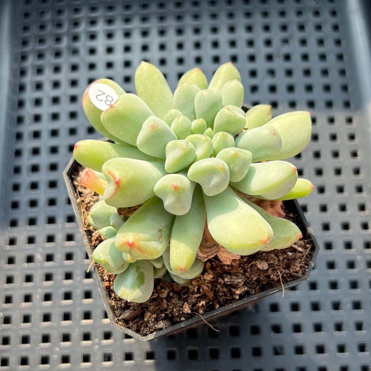Echeveria 'Heart Ball' 2" Succulent Plant (Potted)